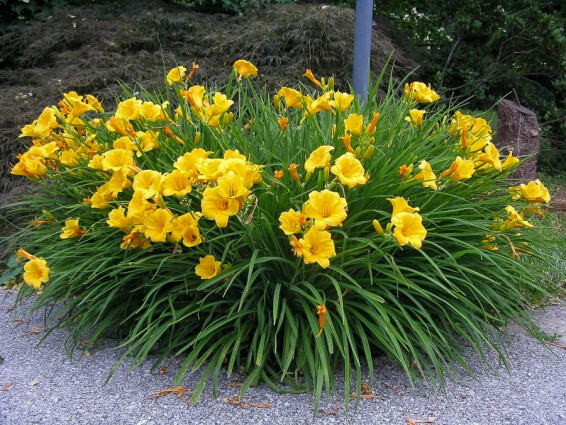 Лилейник 'Stella d'Oro' - 7