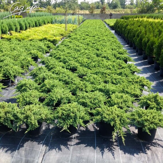 Ялівець лежачий 'Nana' - 2