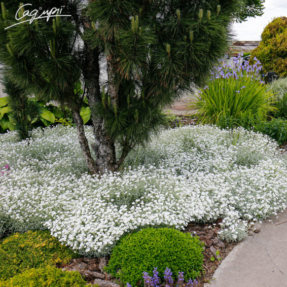 Роговик повстяний - 1