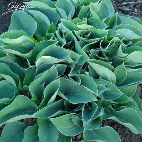 Хоста 'Blue Cadet', C2 - - 1 Хоста 'Blue Cadet', C2 - - 1