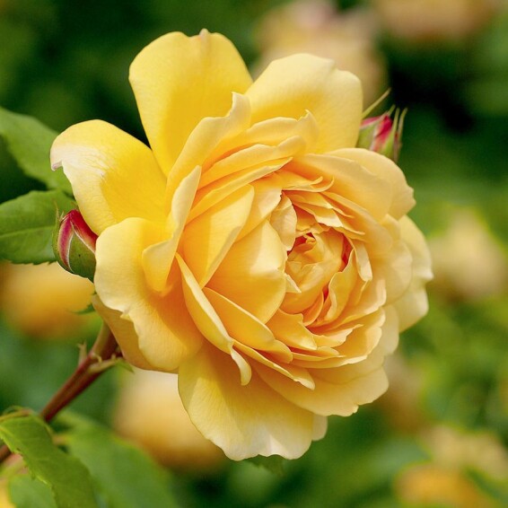 Троянда 'Golden Celebration' - 1