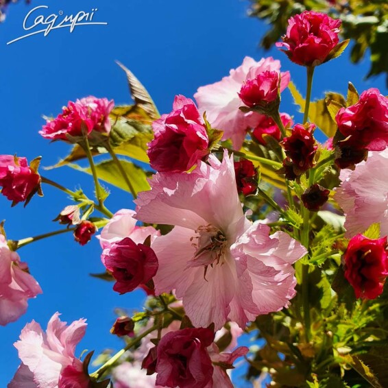 Сакура дрібнозубчаста 'Pink Perfection' #2, C32 10--12 300-350 St. 1/2 - 1