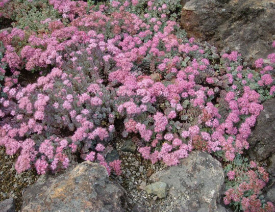 Очиток скельний - 1