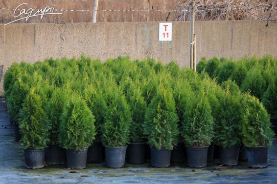 Туя західна 'Smaragd' #1, WRB - 250-300 - - 10