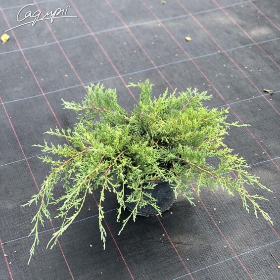 Можжевельник средний 'Lemon Hill' - 2