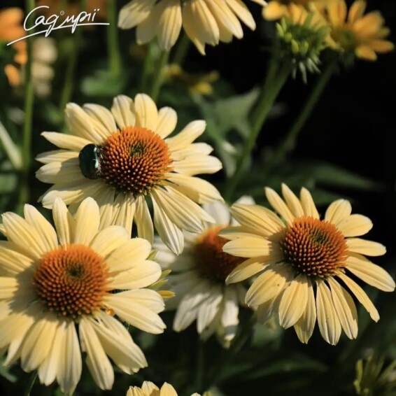 Ехінацея пурпурна 'Mellow Yellow' - 1