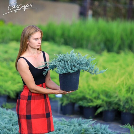 Ялівець горизонтальний 'Blue Chip' #1, C7 - 40-50 - - 12