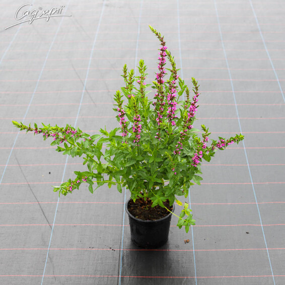 Дербенник иволистный - 3