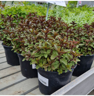 М'ята перцева 'Eichenau'