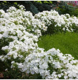 Флокс шилоподібний 'Alba'