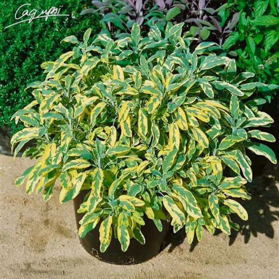 Шалфей лекарственный 'Aurea' #1, p9 - - 2