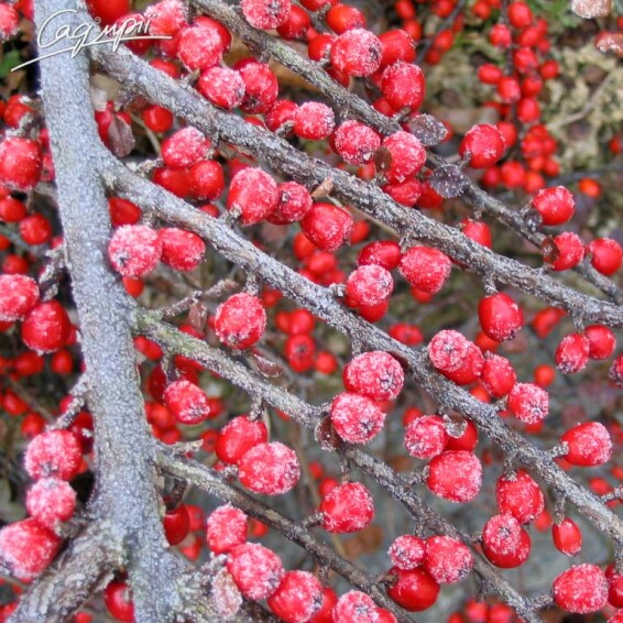 Кизильник горизонтальний - 10