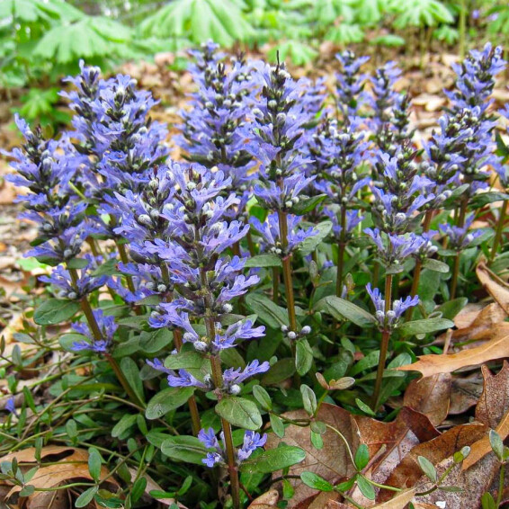 Горлянка вузьколиста 'Chocolate Chip' - 4