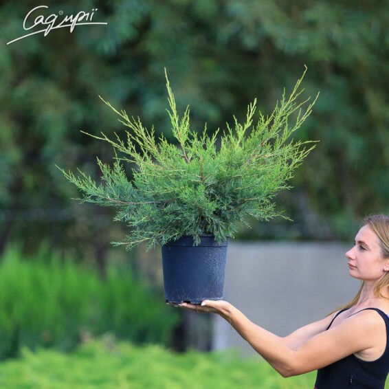 Можжевельник китайский 'Kuriwao Gold' #3, C3 - - 11