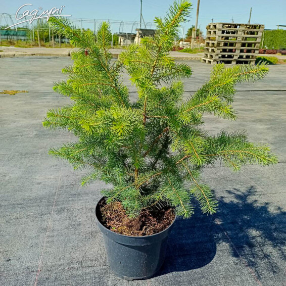 Ель сербская #2, WRB 100-125 - 6