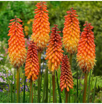 Кніфофія 'Poco Orange'®