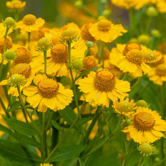 Гелениум гибридный 'Kanaria', C3 - - 2