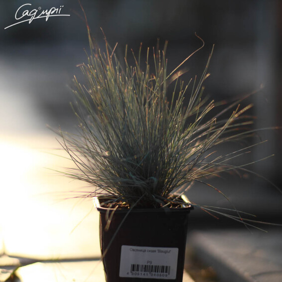 Костриця попеляста 'Blauglut', p9 - - 3 Костриця попеляста 'Blauglut', p9 - - 3