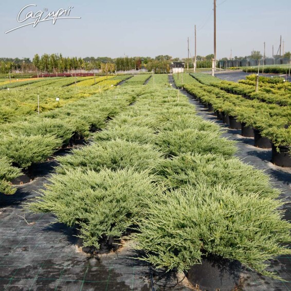 Можжевельник горизонтальный 'Andorra Compact' - 5