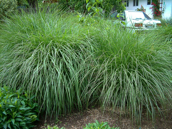 Мискантус китайский 'Adagio' - 4