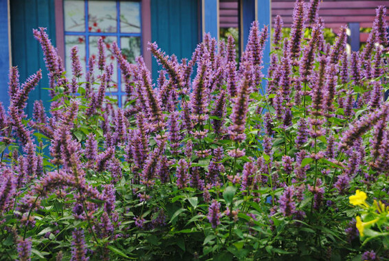 Многоколосник 'Blue Boa' - 1