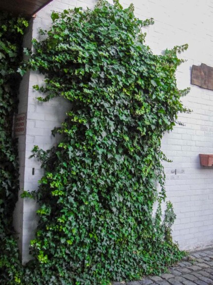 Плющ звичайний - 2