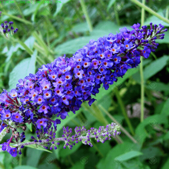 Буддлея Давида 'Empire Blue', C7 100-125 - 2