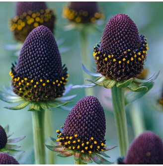 Рудбекія західна 'Green Wizard'