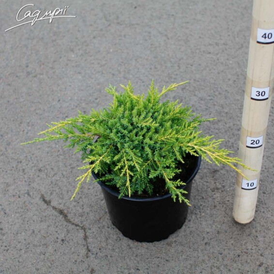 Можжевельник средний 'Daub's Frosted' - 3