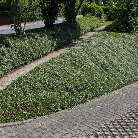 Кизильник лежачий 'Streib's Findling' - 4