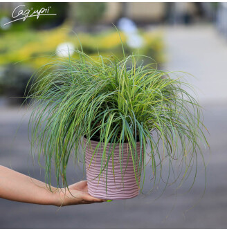 Осока повисла 'Blue Zinger'