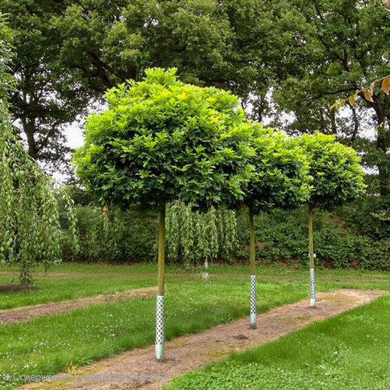 Дуб болотный 'Green Dwarf' #1, C43 6--8 250-300 St. 1/2 - 5 Дуб болотный 'Green Dwarf' #1, C43 6--8 250-300 St. 1/2 - 5