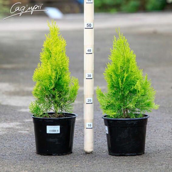 Туя восточная 'Elegantissima' - 1