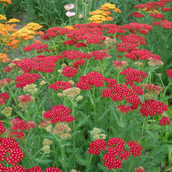 Тысячелистник гибридный 'Laura' - 1