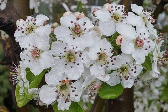 Груша Каллериана Шантеклер (Chanticleer)