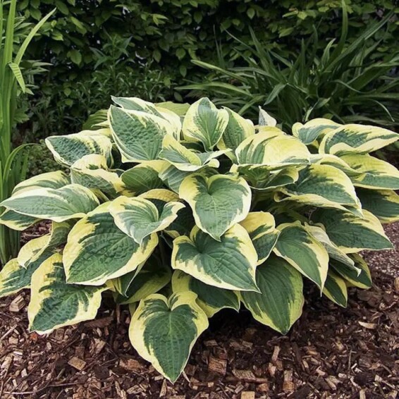 Хоста 'Austin Dickinson' - 4