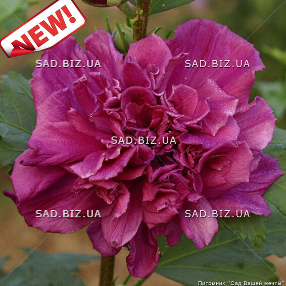 Гібіскус сірійський 'French Cabaret Red' - 1