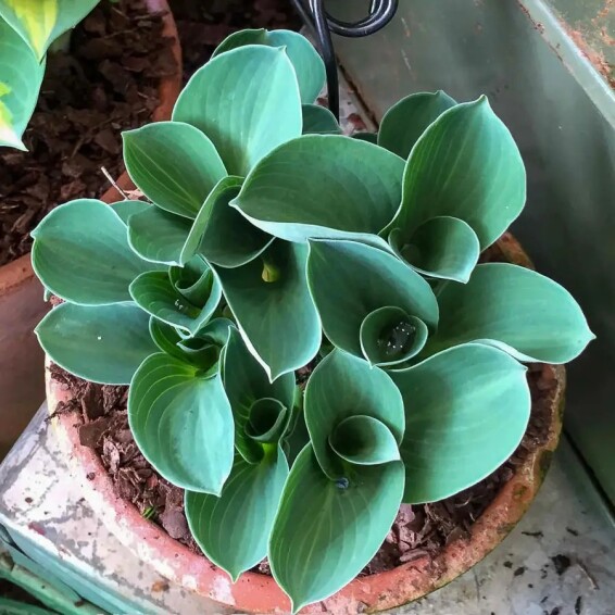 Хоста 'Blue Mouse Ears' - 2 Хоста 'Blue Mouse Ears' - 2