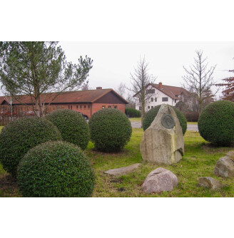 Бирючина  обыкновенная 'Atrovirens'