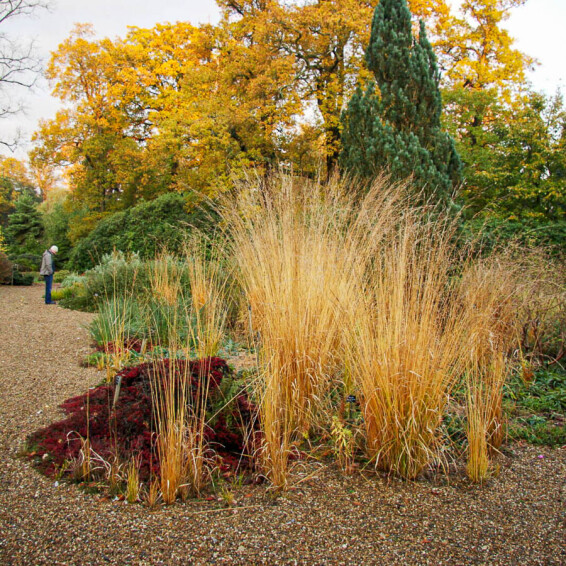 Молінія очеретяна 'Windspiel' - 4 Молінія очеретяна 'Windspiel' - 4