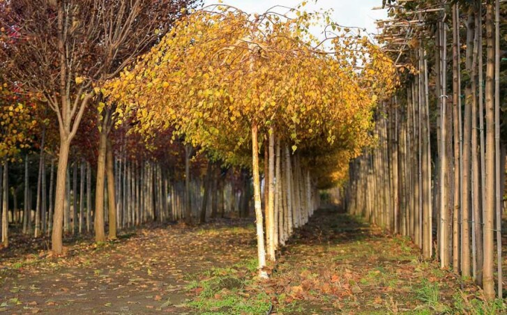 Береза: Топ-10 цікавих фактів - про які ви могли не знати Береза: Топ-10 цікавих фактів - про які ви могли не знати