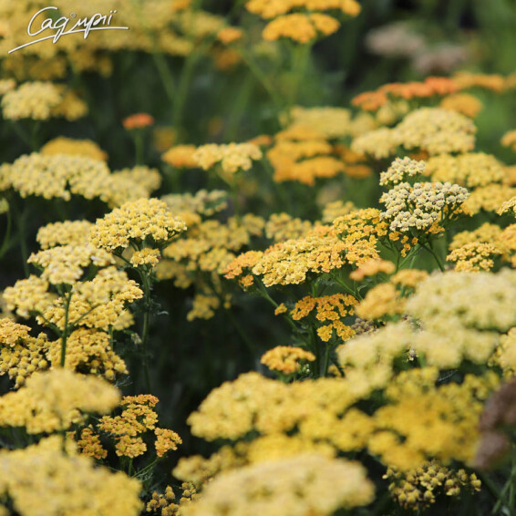 Деревій звичайний 'Terracotta' - 1