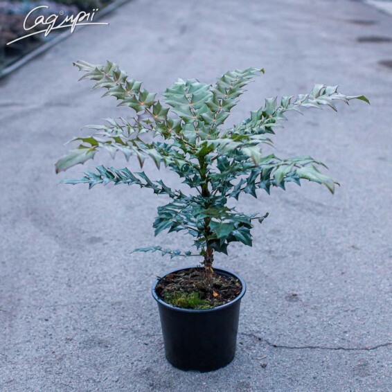 Магония средняя 'Winter Sun' - 2