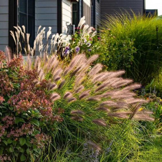 Перистощетинник лисохвостный 'Red head' - 1