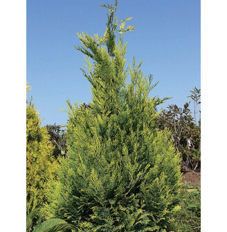 Кипарисовик Лавсона 'Alumigold'