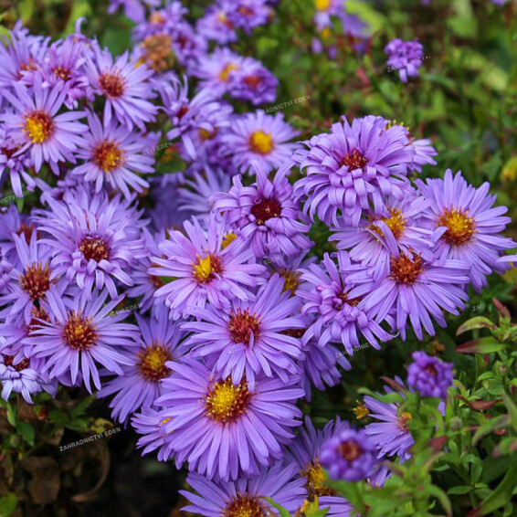 Айстра кущова 'Lady in Blue', С1.5 - - 2