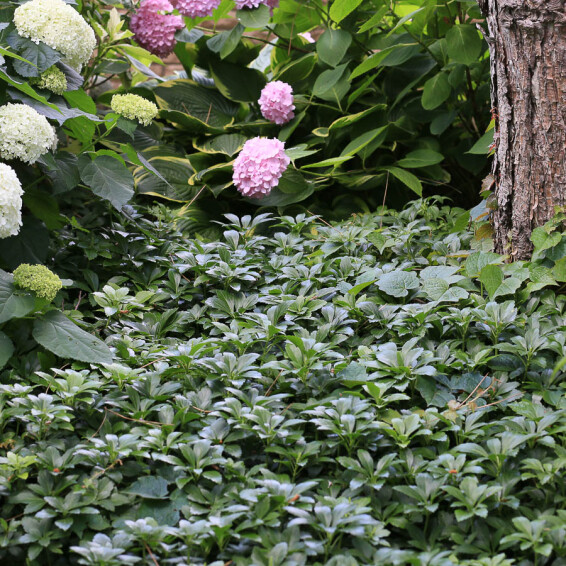 Пахізандра верхівкова 'Green Carpet' - 1
