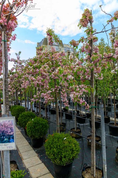 Сакура дрібнозубчаста 'Kiku-shidare' #6, С25 12--14 225-250 St. 225 - 3 Сакура дрібнозубчаста 'Kiku-shidare' #6, С25 12--14 225-250 St. 225 - 3