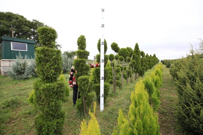 Формованные туи западные 'Smaragd'