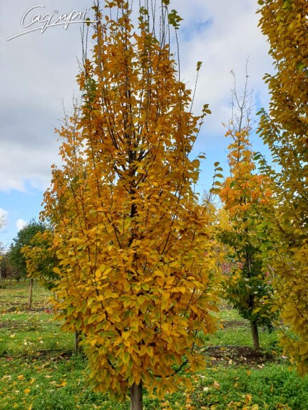 Граб звичайний 'Fastigiata' #2, С25 - 250-300 - - 4